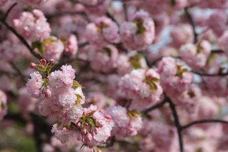 日本造币厂花园中的樱花