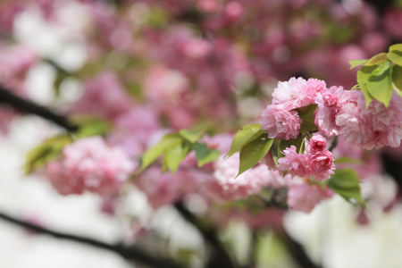 日本造币厂花园中的樱花