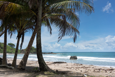 棕榈树热带海滩上