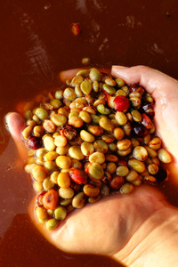 咖啡豆在发酵和洗涤方法