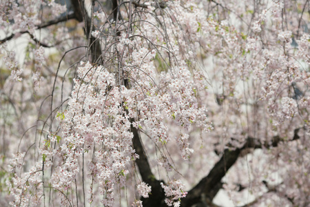 日本造币厂花园中的樱花