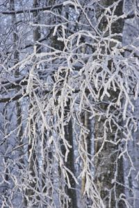 冬天的树与早午餐被雪覆盖