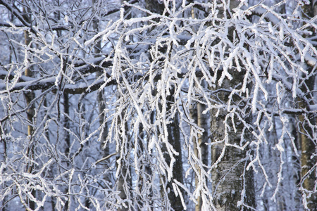 冬天的树与早午餐被雪覆盖