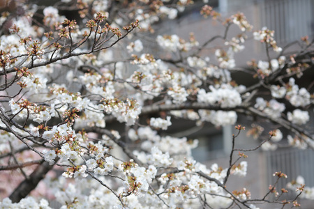 美丽日本樱花