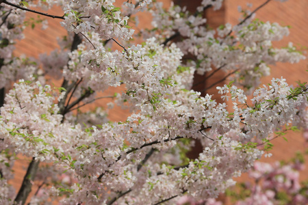 日本造币厂花园中的樱花