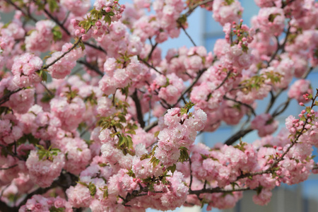 日本造币厂花园中的樱花