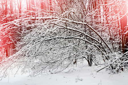 冬天雪覆盖森林的风景