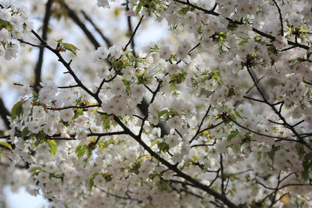 日本造币厂花园中的樱花