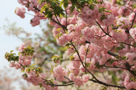 日本造币厂花园中的樱花