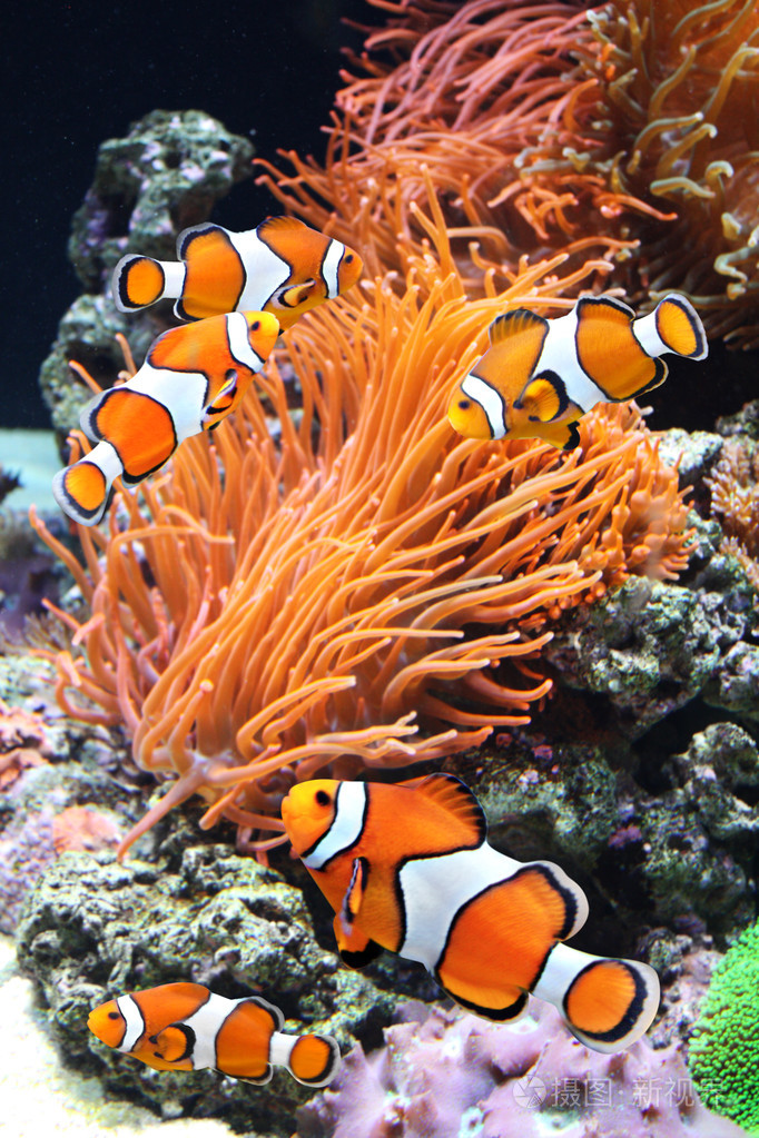 小丑鱼和海葵