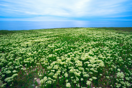 大海边的大草甸草原花图片
