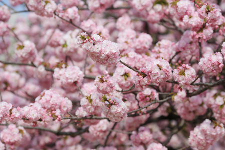 日本造币厂花园中的樱花