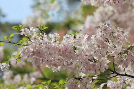 日本造币厂花园中的樱花