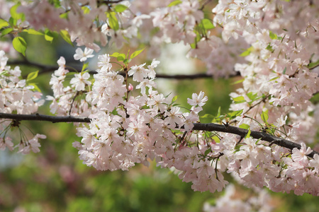 日本造币厂花园中的樱花