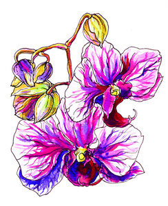 紫粉色的兰花花