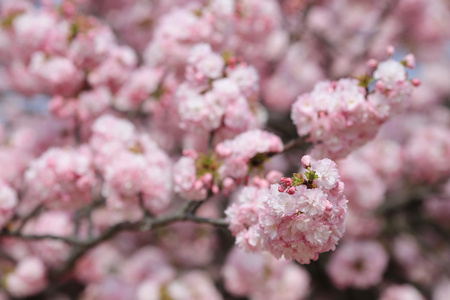 日本造币厂花园中的樱花