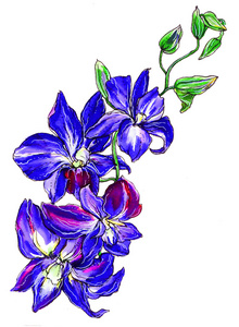 蓝紫色兰花花