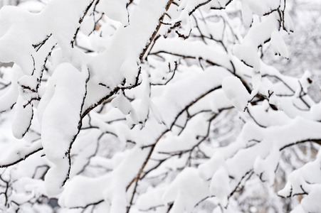 大雪后的树枝