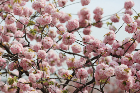 日本造币厂花园中的樱花