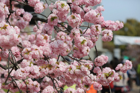 日本造币厂花园中的樱花