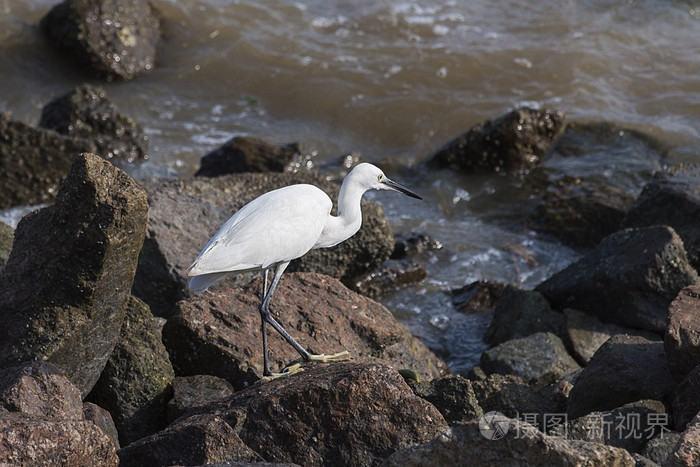 野生动物，海鹳，鹳 Asianstork