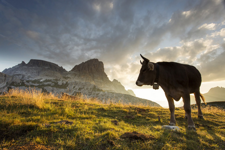 牛和美丽的景观，靠近国家公园 Tre 犯罪迪拉