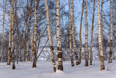 树干桦树小树林雪