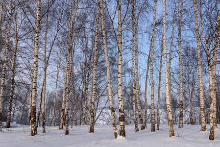 树干桦树小树林雪