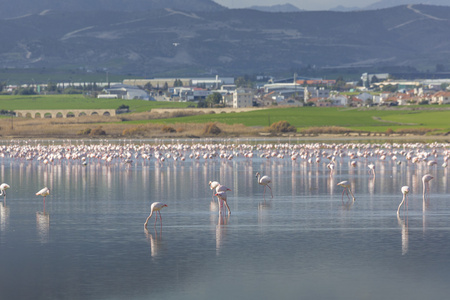 粉红和灰色的火烈鸟在塞浦路斯拉纳卡，咸水湖