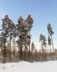 高大的松树在冬天