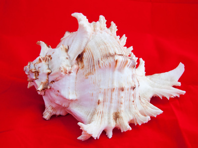 红色背景上的海贝壳