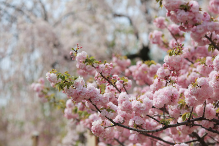 日本造币厂花园中的樱花