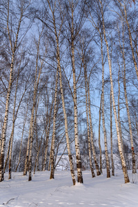 树干桦树小树林雪