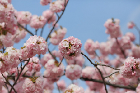 日本造币厂花园中的樱花