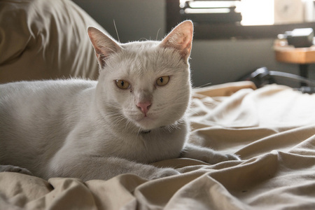 白色泰国猫泰国在床上, 复古样式