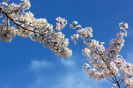 盛开的樱桃树树枝在蓝天上图片