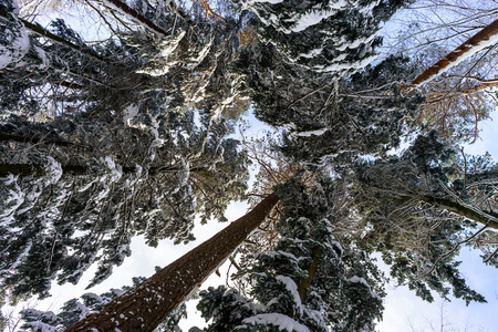 美丽的雪森林景观 季节概念