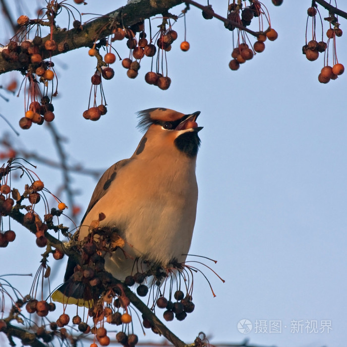 波希米亚雀坐在山楂树上