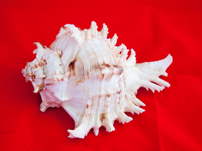 红色背景上的海贝壳