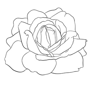 美丽的黑白玫瑰隔离