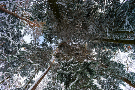 美丽的雪森林景观 季节概念