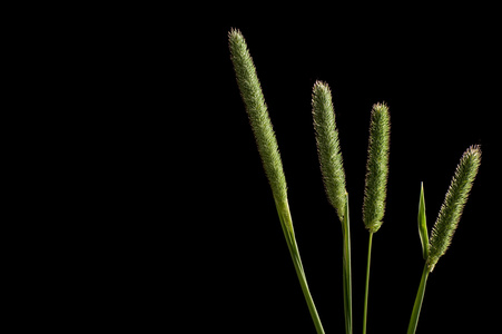 blackgrass细长的草甸,绿色的高草,黑色的背景照片