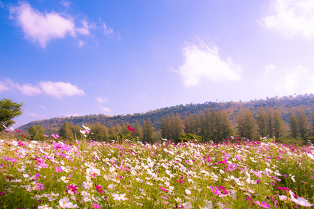 美丽的修剪整齐的花园与五颜六色的山和蓝天背景