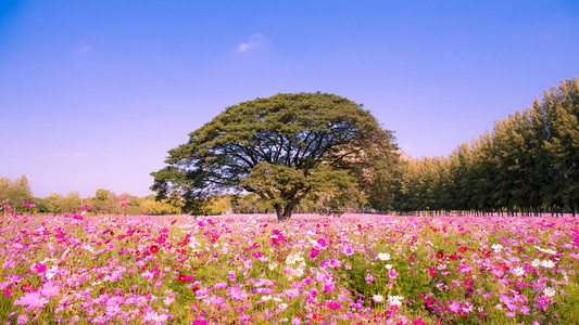 菊花如何配景图片-菊花如何配景素材-菊花如何配景插画-摄图新视界