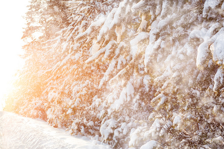 日落时松树林的降雪