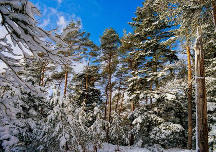 美丽的雪森林景观 季节概念