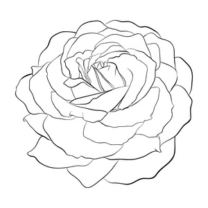 美丽的黑白玫瑰隔离