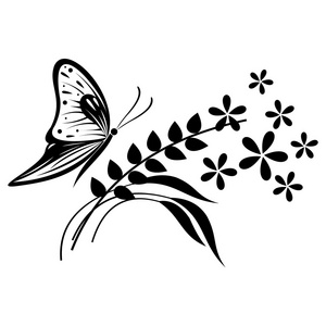 黑白蝴蝶花草图片