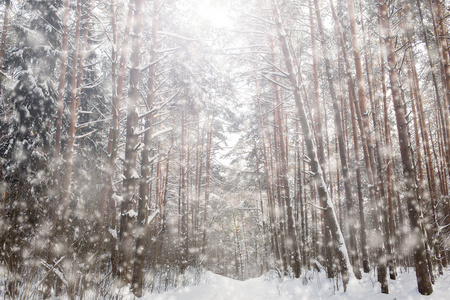 松树林降雪