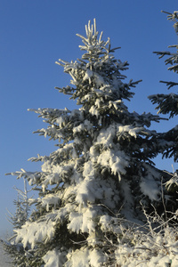 冬季景观冬季雪